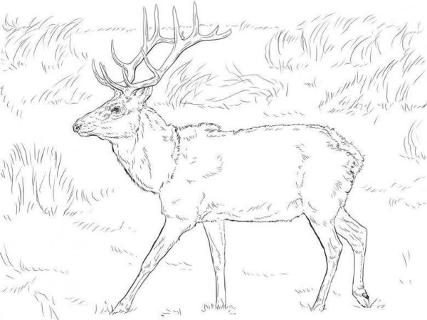 Северный олень раскраска