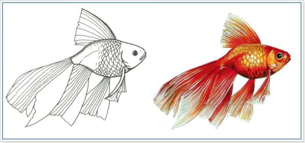 Золотая рыбка карандашом
