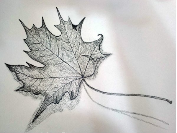 Какинарисовать кленовый лист
