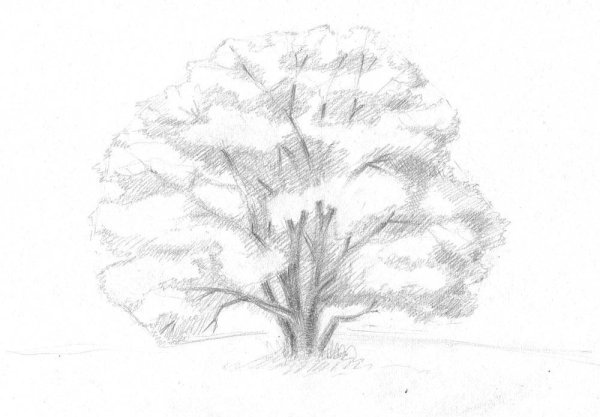 Дерево простым карандашом