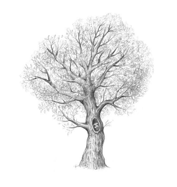 Дерево рисунок карандашом