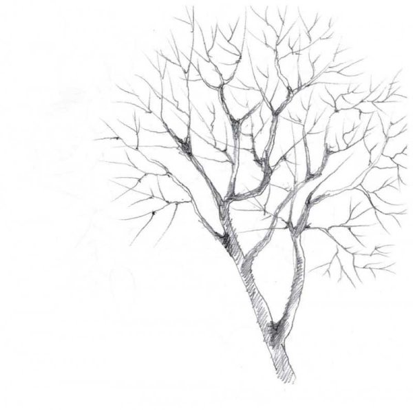 Дерево рисунок карандашом