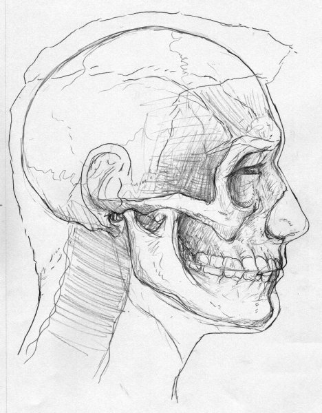 Поэтапный рисунок черепа