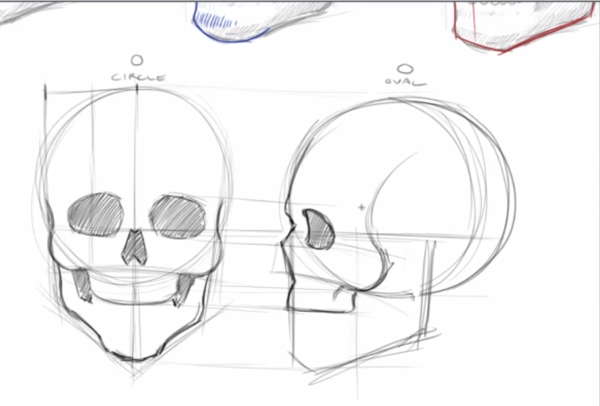 Череп для рисования