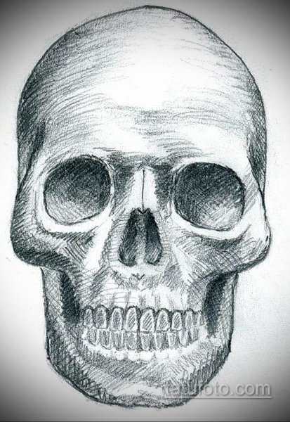 Анатомические зарисовки черепа