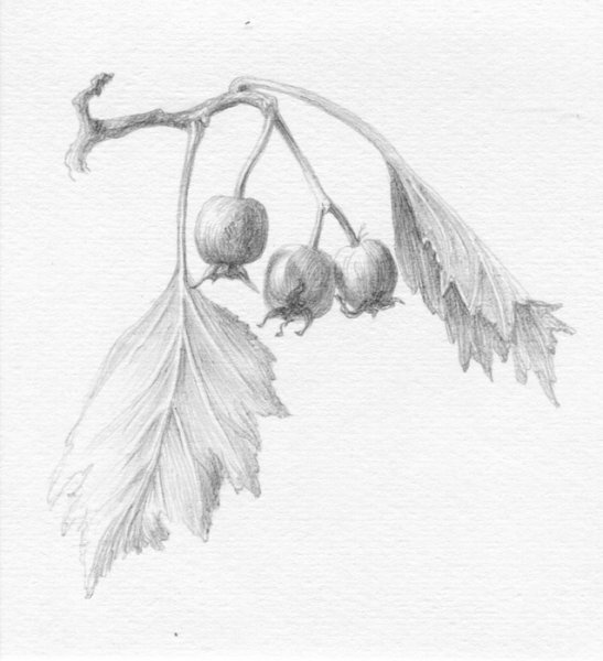 Растения карандашом