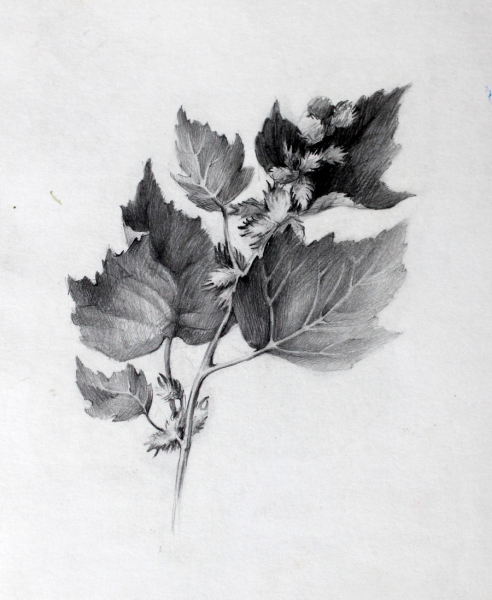 Графические зарисовки с натуры