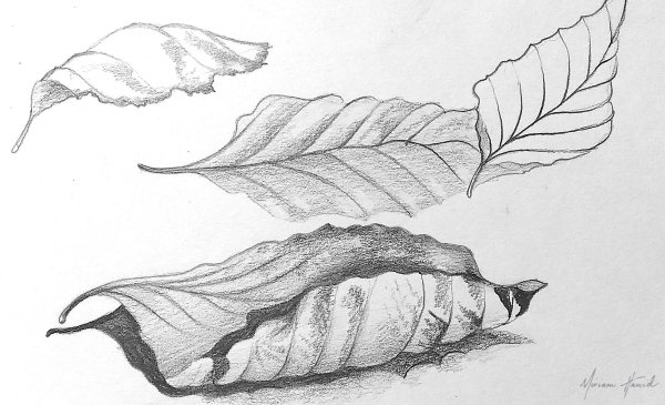 Листья деревьев