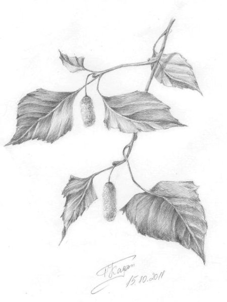 Рисование ветка березы