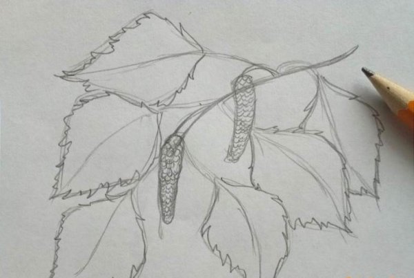 Зарисовки листьев цветными карандашами