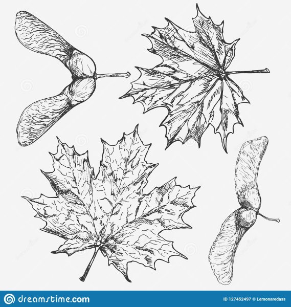 Ветка берёзы рисунок карандашом