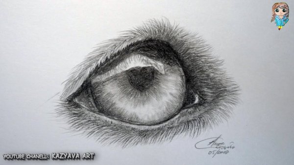 Морда лабрадора карандашом