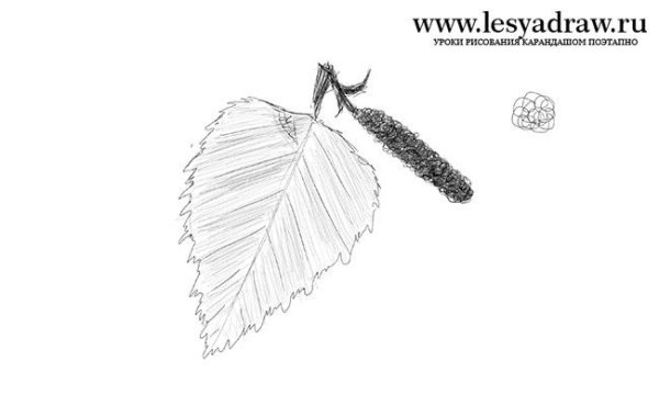 Лист березы рисунок карандашом
