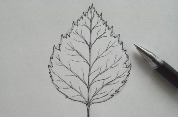 Березовый лист карандашом