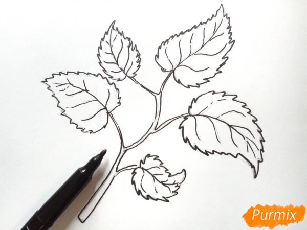 Красивая ветка с листьями срисовки