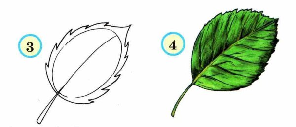 Рисование с натуры листьев различной формы и цвета
