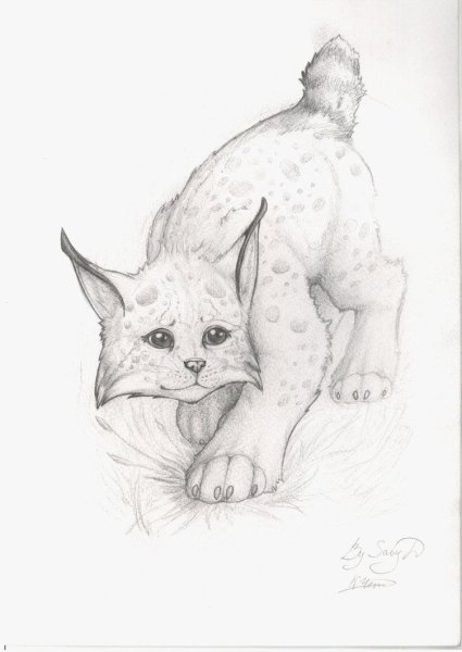 Рысь карандашом для срисовки