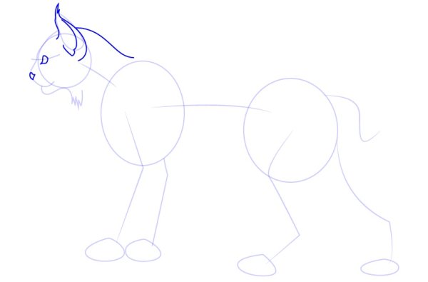 Рысь пошаговый рисунок