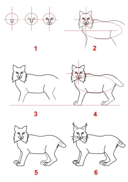 Как нарисовать Рысь