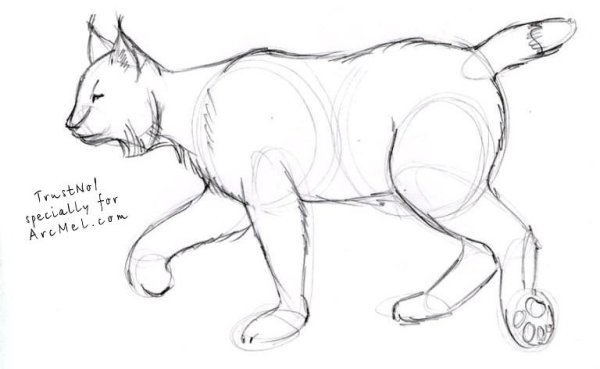 Поэтапное рисование рыси для детей