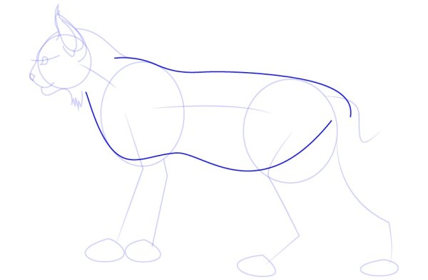 Рысь пошаговый рисунок