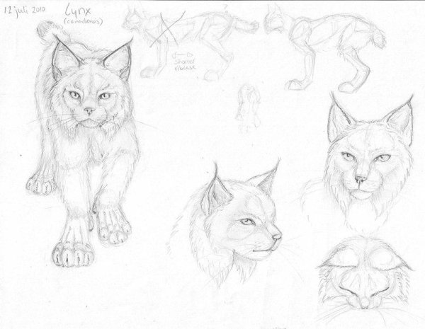 Рысь рисунок