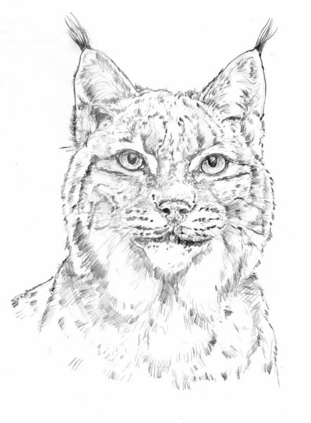 Рысь поэтапное рисование