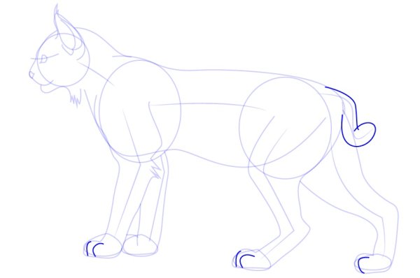 Рысь раскраска для детей