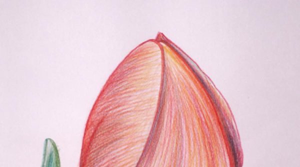 Рисунки цветными карандашами легкие для начинающих