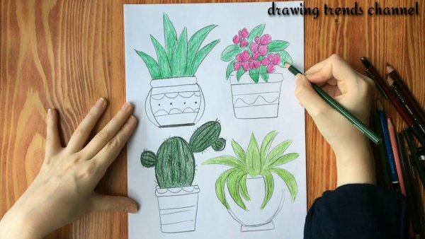 Комнатные цветы бальзамин раскраска