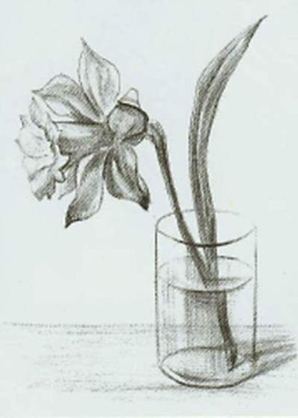 Скетчинг цветы в горшках