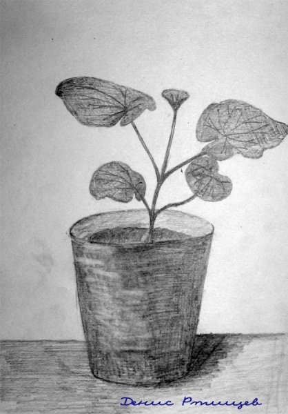 Герань цветок толстянка