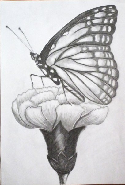 Бабочка рисунок карандашом