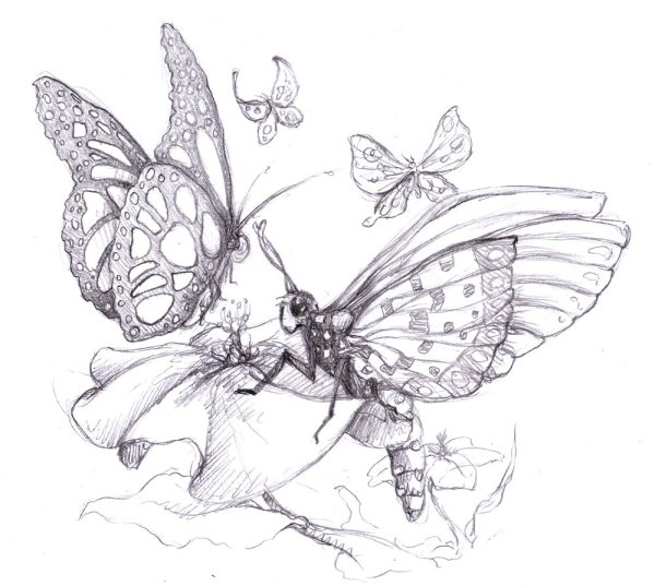 Бабочка карандашом