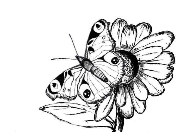 Бабочка на цветке