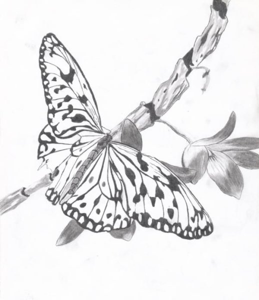Эскиз бабочки карандашом