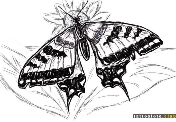 Бабочка рисунок карандашом