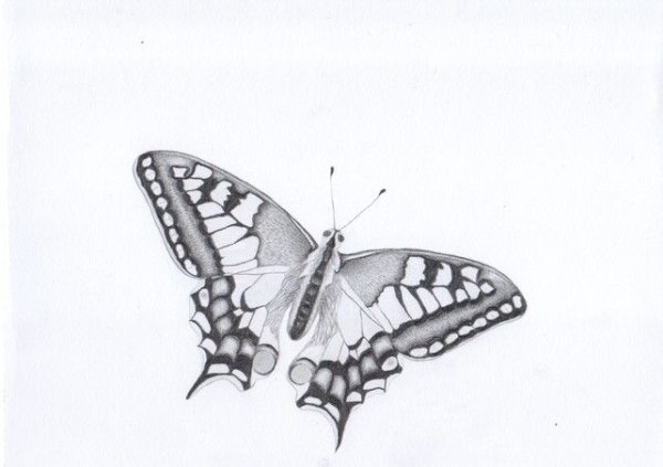 Бабочки для рисования карандашом