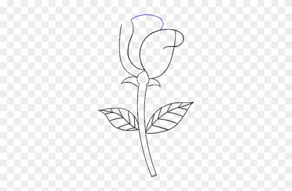 Нарисовать легкий легкую розу и легкий корень