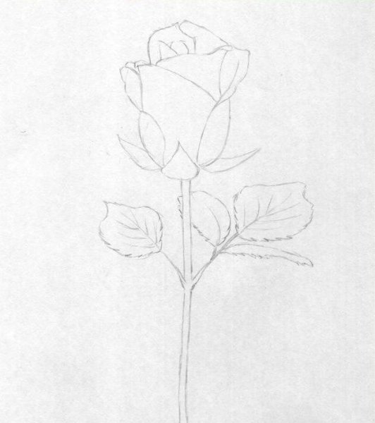 Стебель у розы пошагово