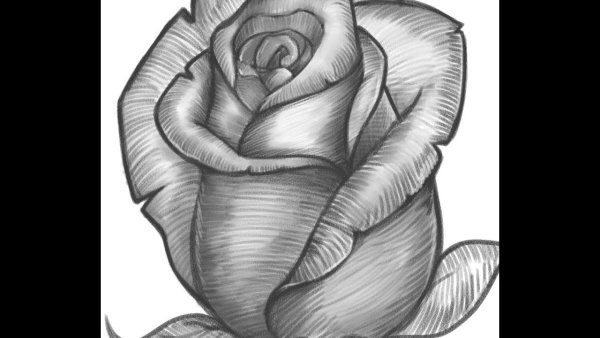 Красивые цветочки карандашом