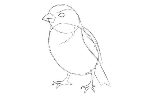 Поэтапное рисование воробья