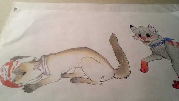 Коты Воители срисовать для начинающих