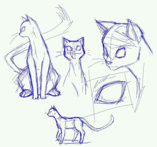 Коты Воители скетчи анатомия