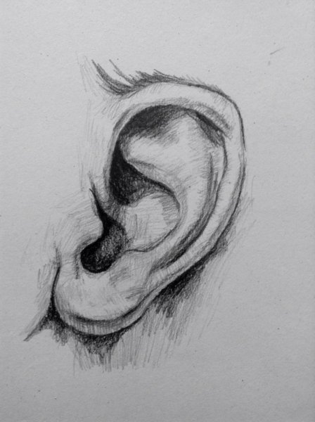 Рисунок уха человека