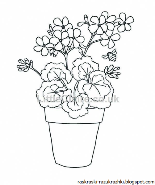 Герань бегония фиалка