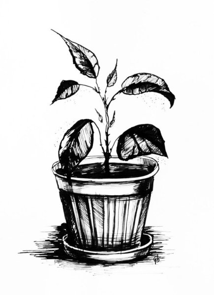Растения карандашом