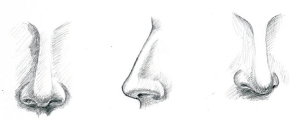 Рисунок уха