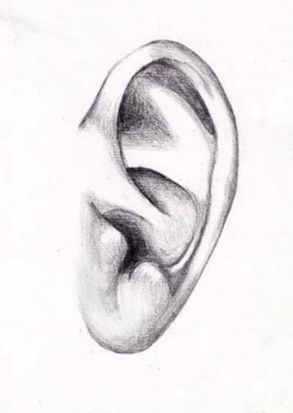 Ушная раковина референс