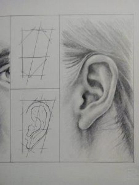 Рисунок уха человека